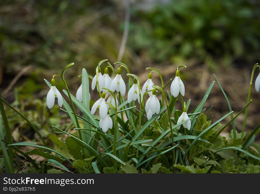 Snowdrops in the Garden