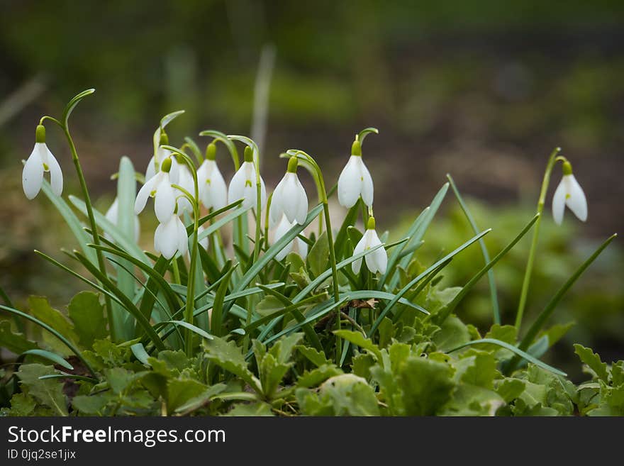 Snowdrops in the Garden