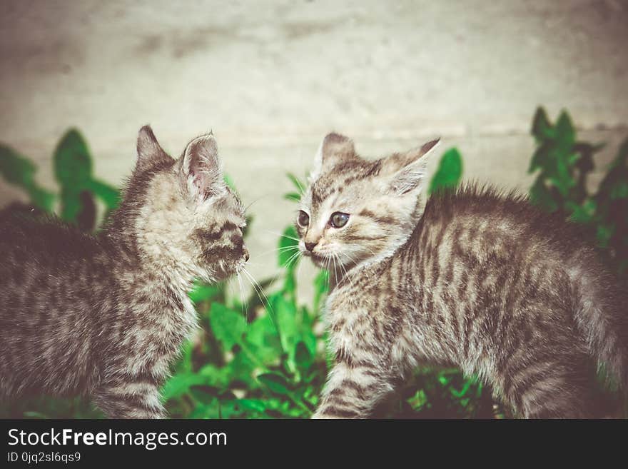 Cute grey striped kitten playing outdoor at the sunny day, vintage. Cute grey striped kitten playing outdoor at the sunny day, vintage.