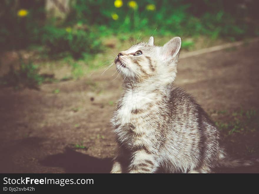 Cute grey striped kitten playing outdoor at the sunny day, vintage. Cute grey striped kitten playing outdoor at the sunny day, vintage.