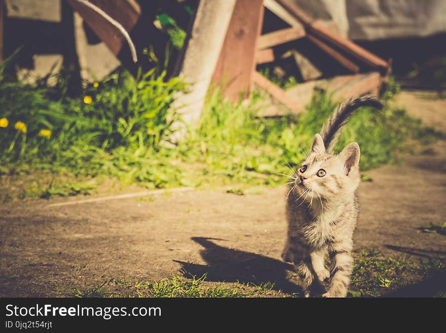 Cute grey striped kitten playing outdoor at the sunny day, vintage. Cute grey striped kitten playing outdoor at the sunny day, vintage.