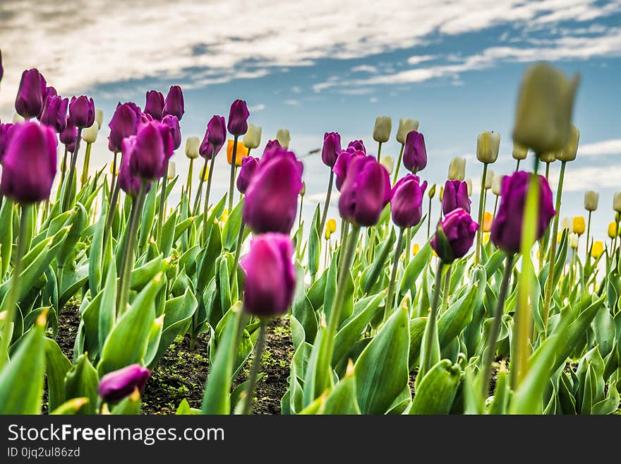 Bright tulips blooming, spring flowers in the flowerbed, city streets decoration. Bright tulips blooming, spring flowers in the flowerbed, city streets decoration.