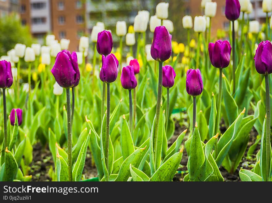 Bright tulips blooming, spring flowers in the flowerbed, city streets decoration. Bright tulips blooming, spring flowers in the flowerbed, city streets decoration.