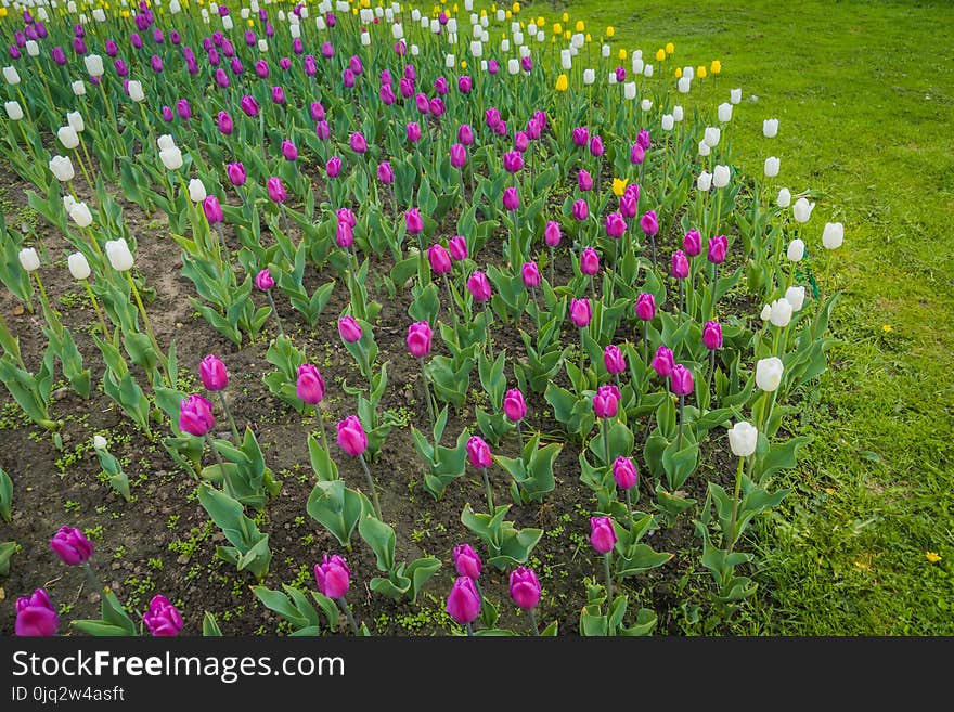 Bright tulips blooming, spring flowers in the flowerbed, city streets decoration. Bright tulips blooming, spring flowers in the flowerbed, city streets decoration.