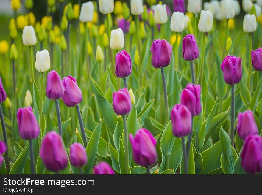 Bright tulips blooming, spring flowers in the flowerbed, city streets decoration. Bright tulips blooming, spring flowers in the flowerbed, city streets decoration.