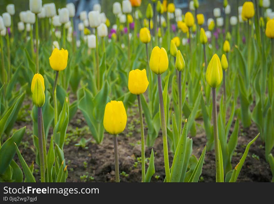 Bright tulips blooming, spring flowers in the flowerbed, city streets decoration. Bright tulips blooming, spring flowers in the flowerbed, city streets decoration.