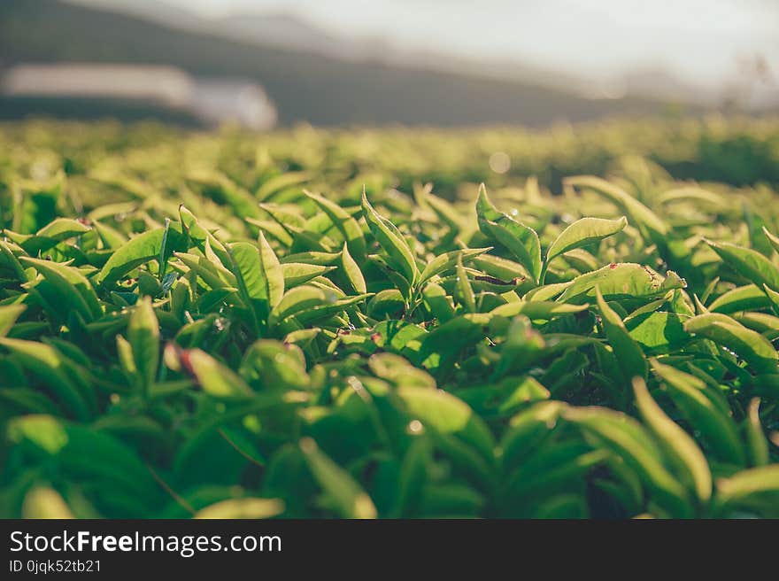 Shallow Focus Photography of Green Leaves