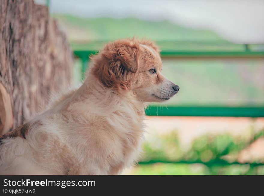 Long-coated Dog