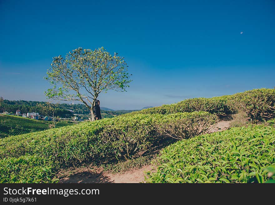 Landscape Photography of Green Tree