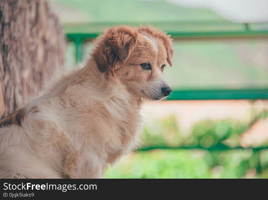 Close-Up Photography of Dog