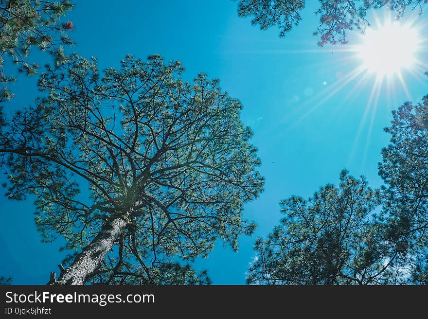 Trees Under the Sun