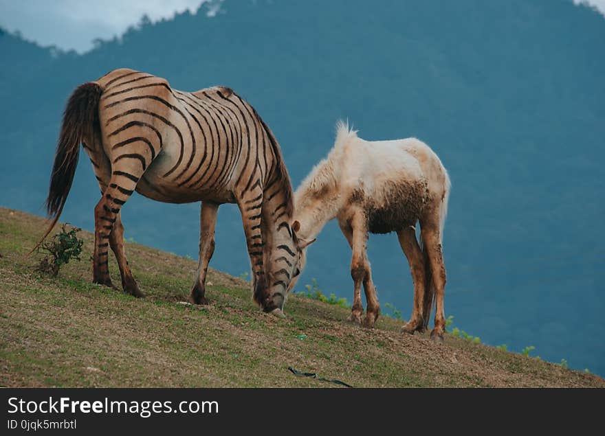 Brown and Black Zebra Beside White Horse