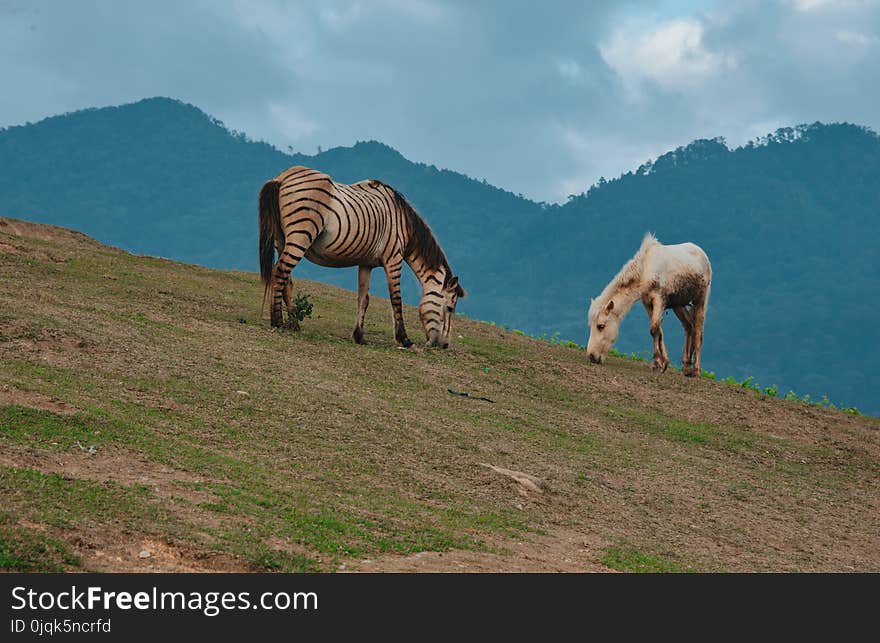 Two Horses Eating Grass on Green Hill