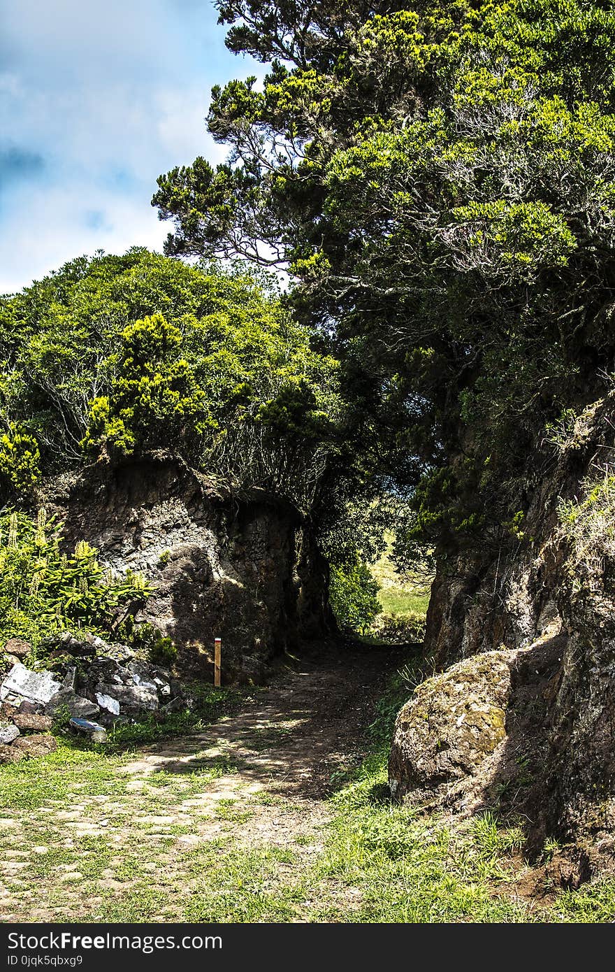 Pathway Between Green Trees at Daytime