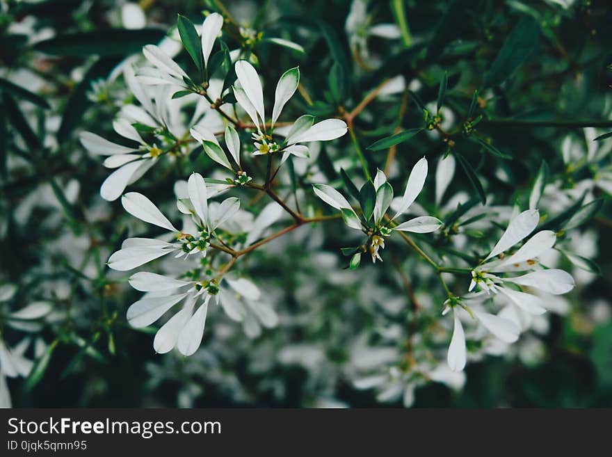 Selective Focus Photo of White Petaled Flowers