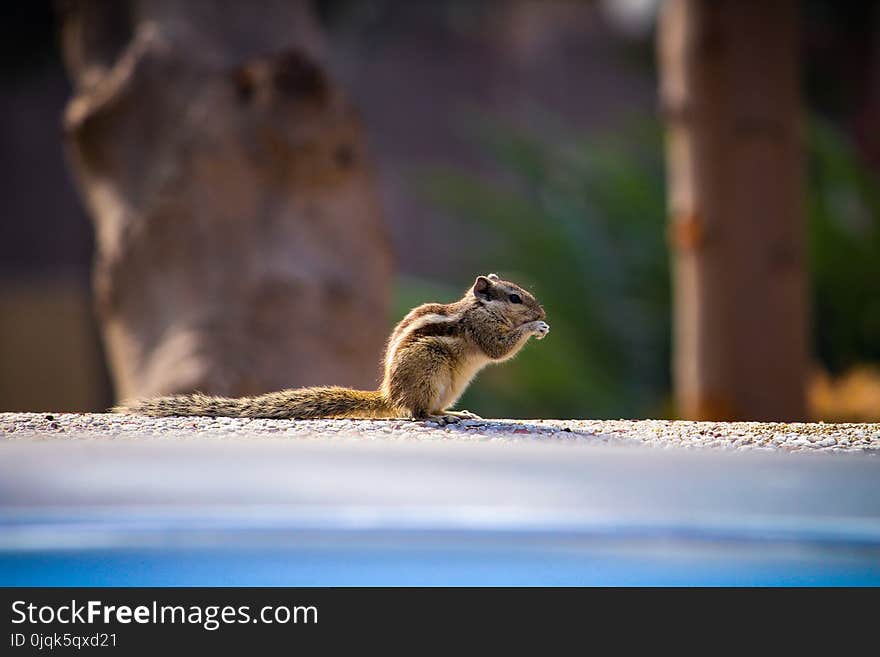 Shallow Focus Photography of Brown Squirrel