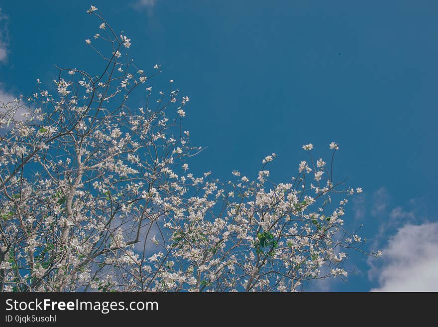 White Flowering Tree Low-angle Photo at Daytime