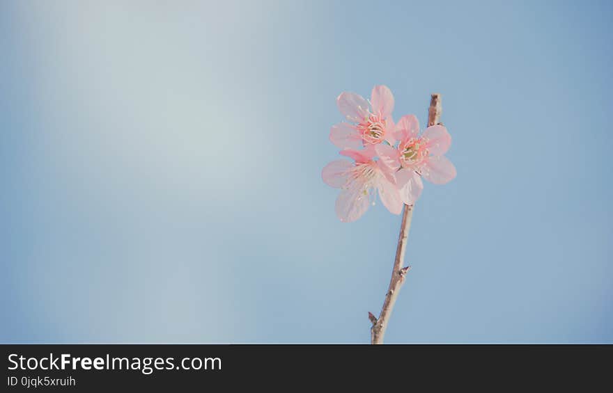 Landscape Photography of Pink Petaled Flowers