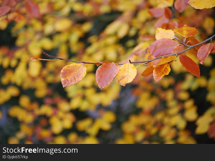 Brown and Yellow Leaves on Focus Photo