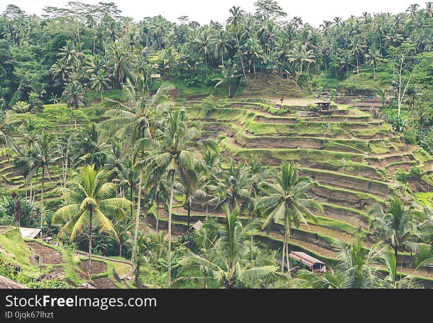 Landscape Photography of Rice Field