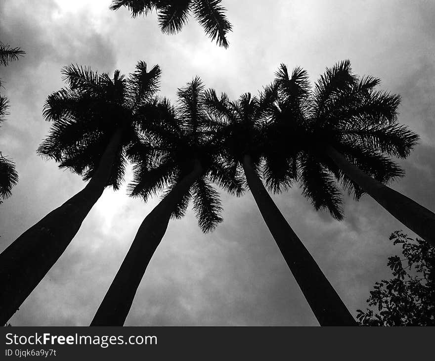 Low Angle Photography of Palm Trees