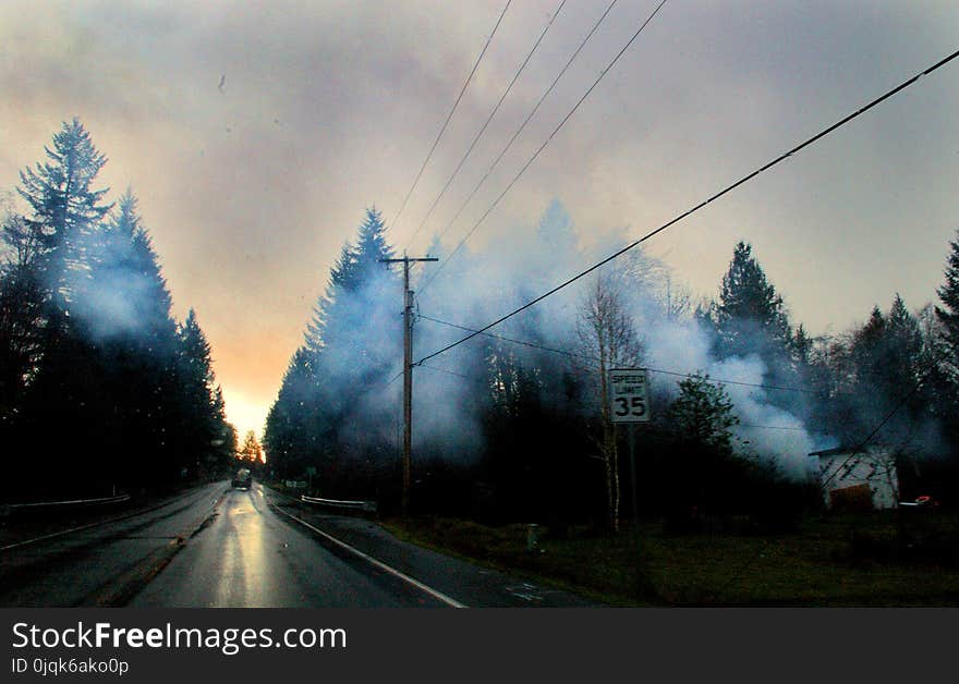 Roads Surrounded With Trees