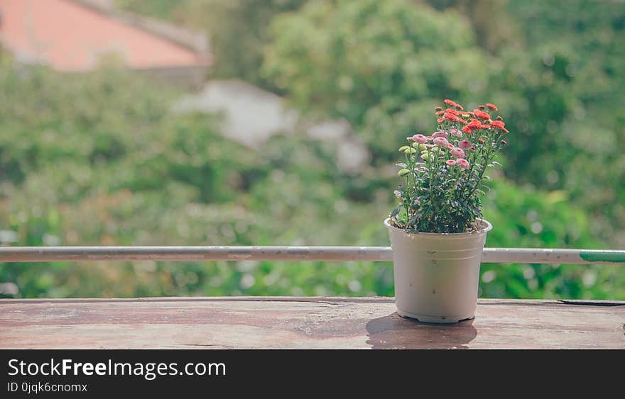 Pot of Flowers Near Balcony