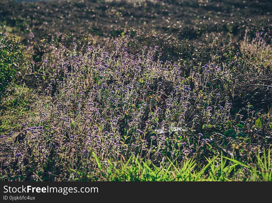 Purple Flower Field at Daytime