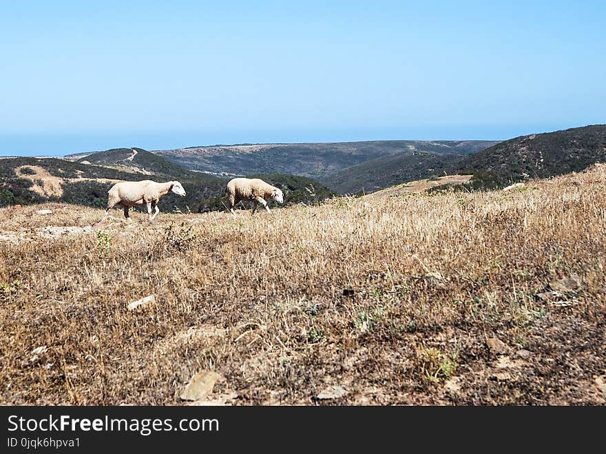 Two Brown Sheep on Brown Field