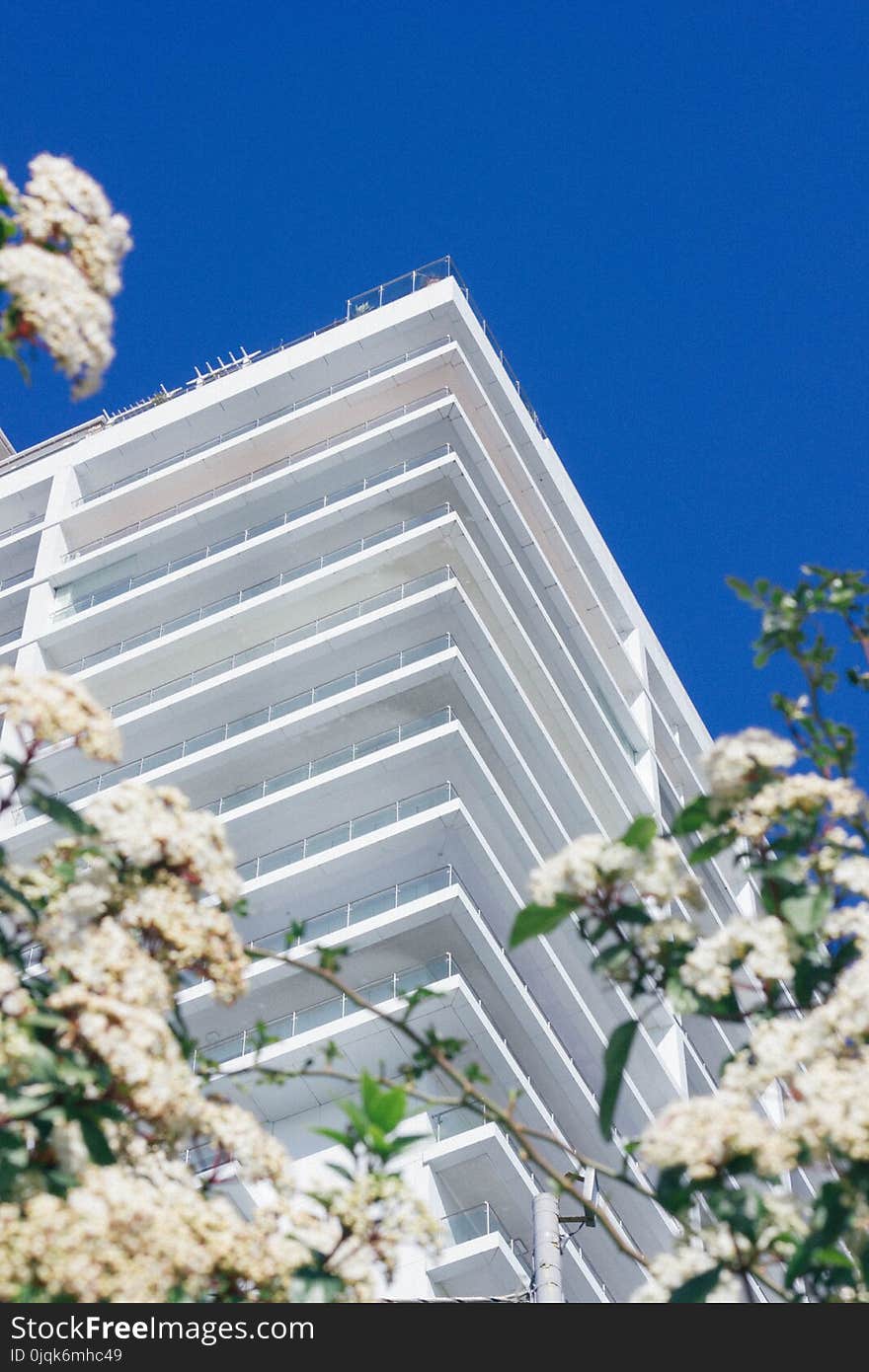 White Cherry Blossoms Beside High-rise Building