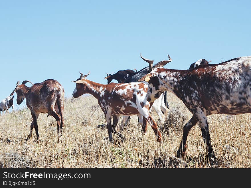 Herd of Goat on Grass Field