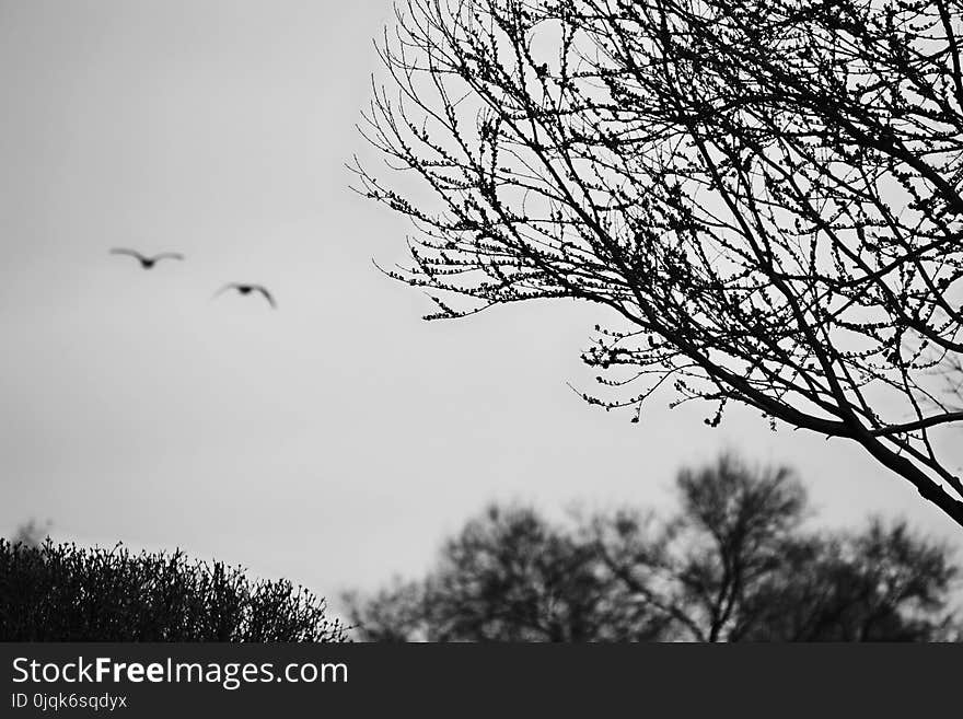 Silhouette of The Trees