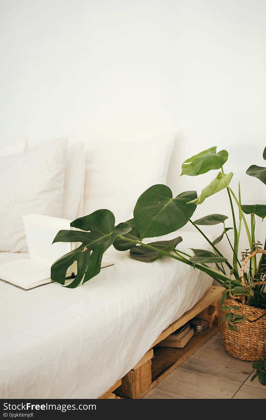 Green Leaf Plant in Brown Pot Inside Room