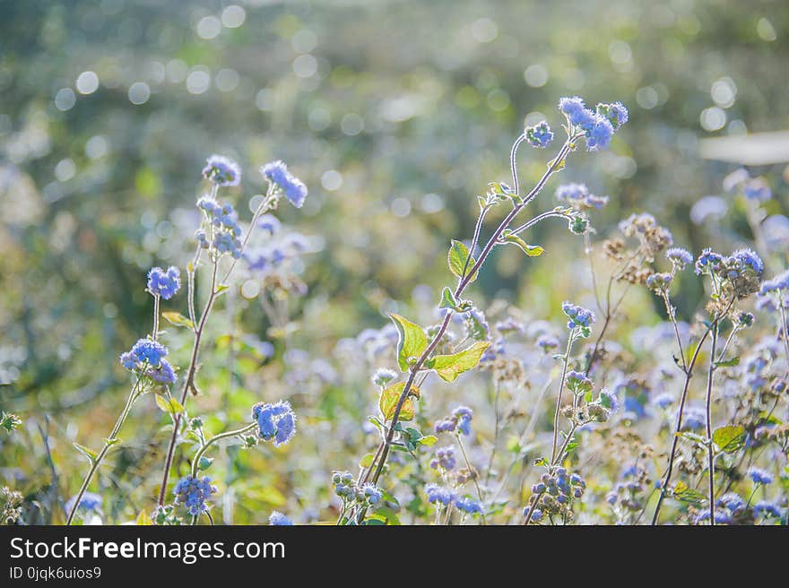 Selective Focus Photography of Blue Ageratum Flowers