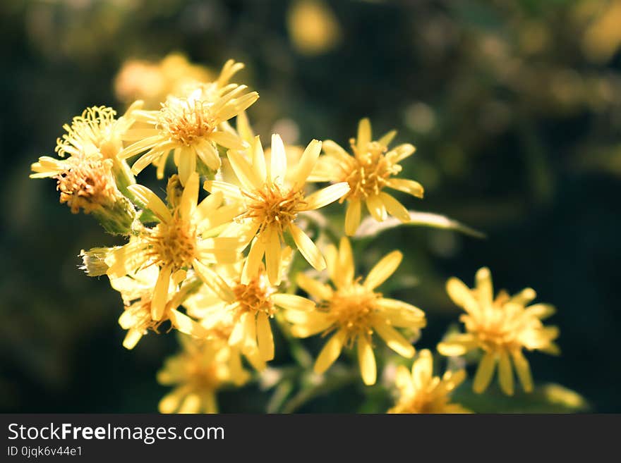 Close-Up Photo of Yellow Petaled Flowers