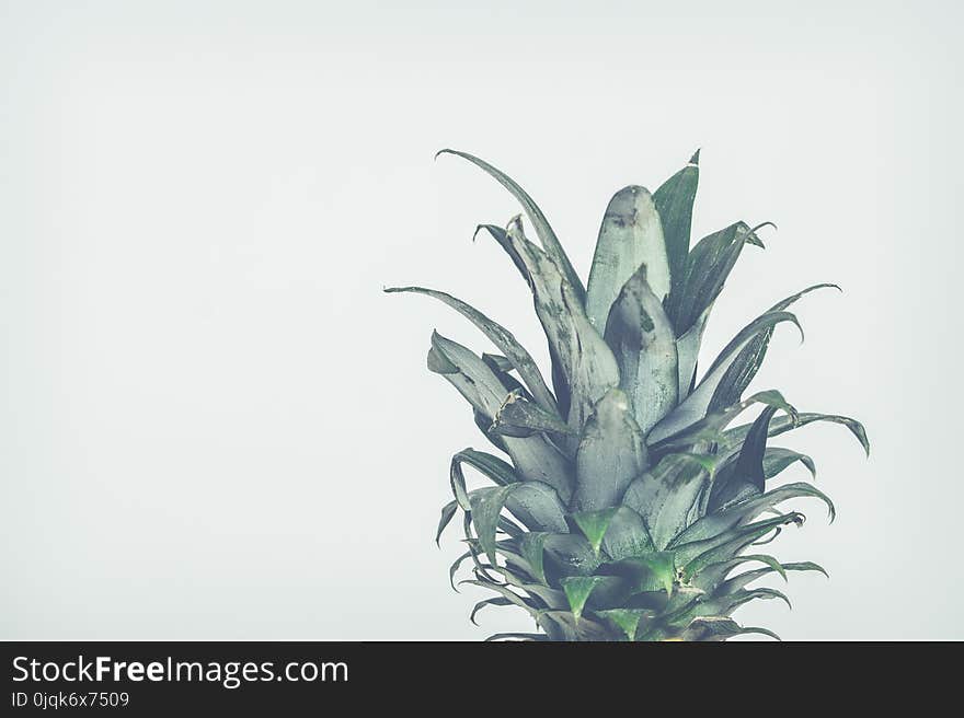 Close-Up Photo of Pineapple Leaves