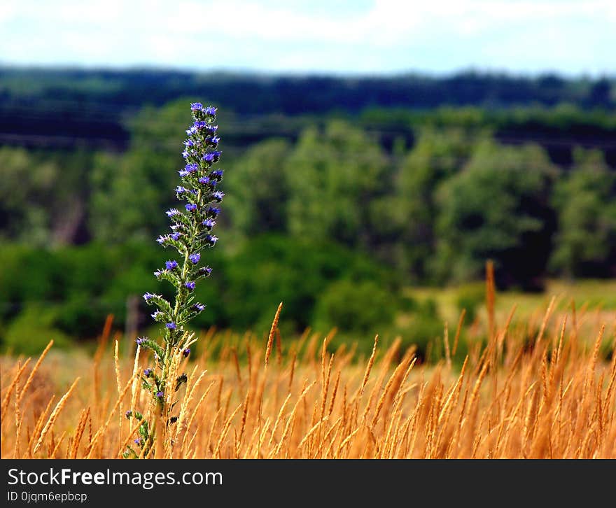 Single blue wild flower in meadow with blurry background of distant forest or tree line