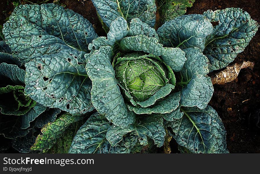 Leaf, Leaf Vegetable, Savoy Cabbage, Cabbage