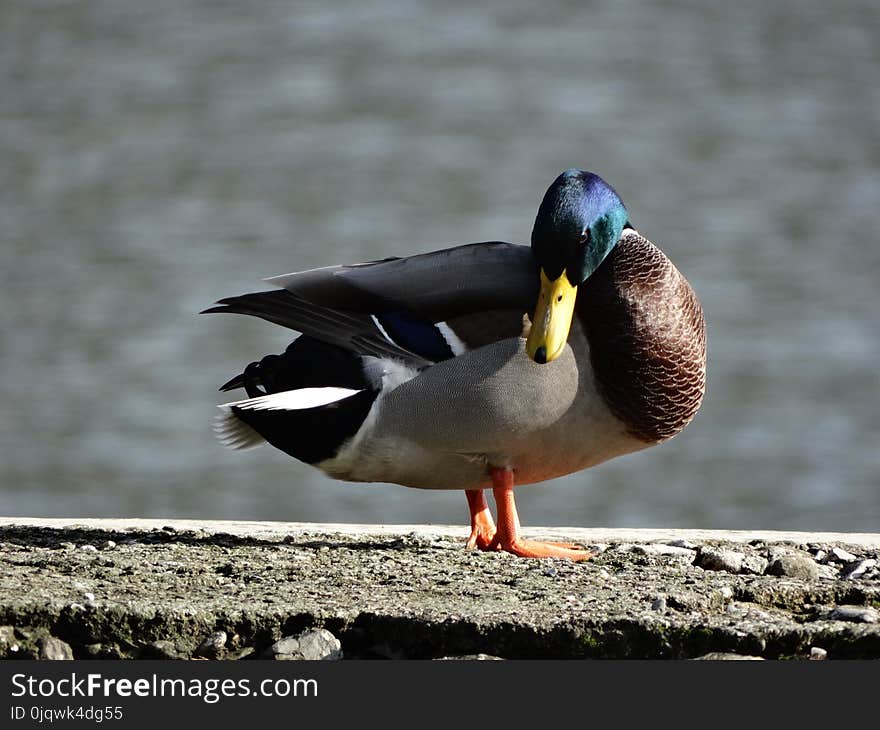 Bird, Duck, Water Bird, Beak