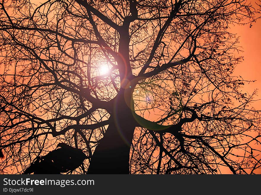 Branch, Sky, Tree, Woody Plant