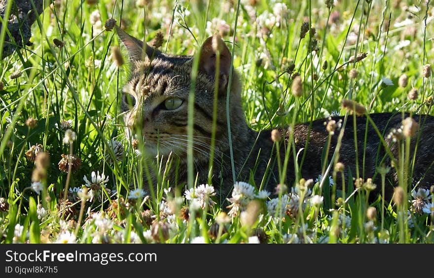 Grass, Wildlife, Mammal, Fauna