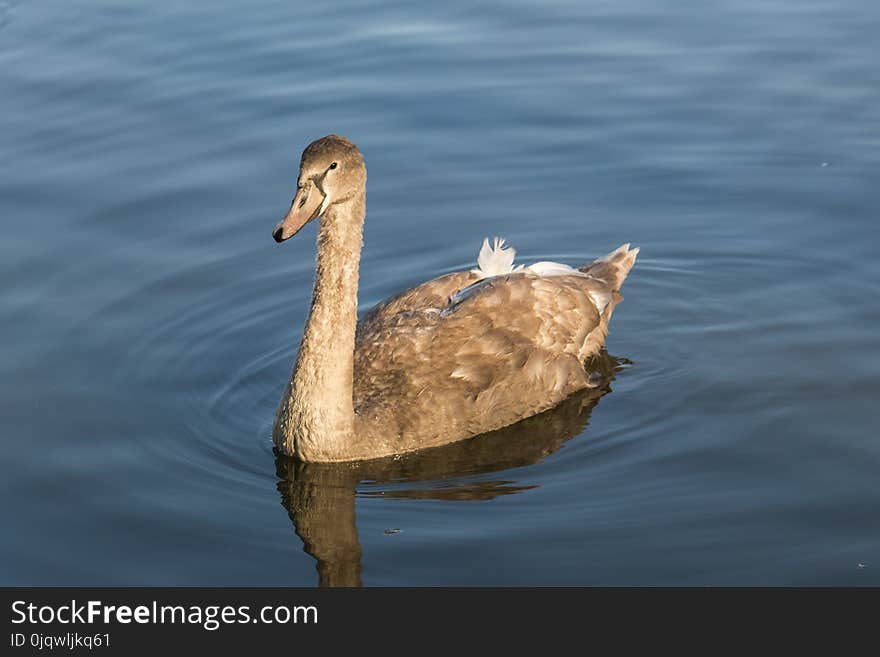 Bird, Water Bird, Fauna, Ducks Geese And Swans