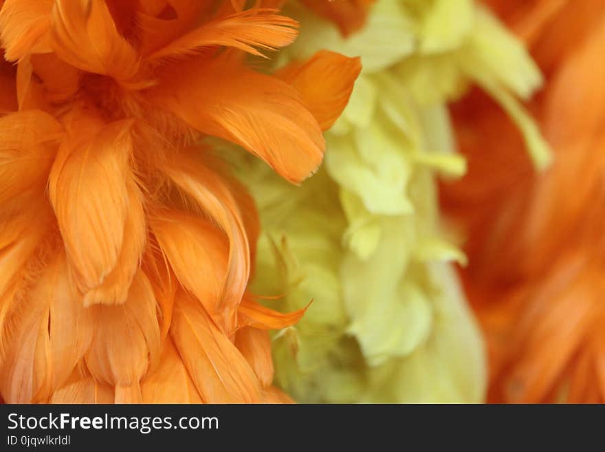 Flower, Yellow, Orange, Petal