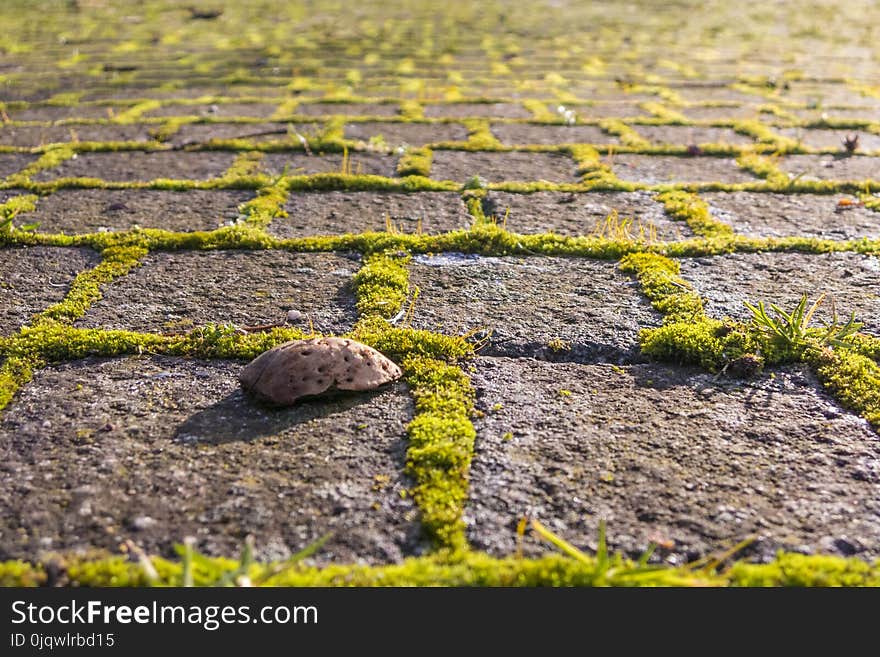 Grass, Field, Soil, Rock