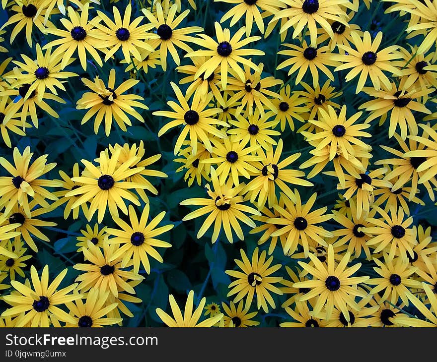 Flower, Yellow, Plant, Flora