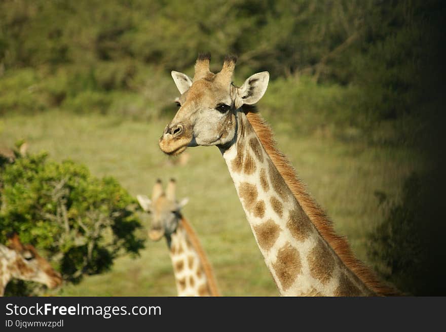 Giraffe, Wildlife, Terrestrial Animal, Giraffidae