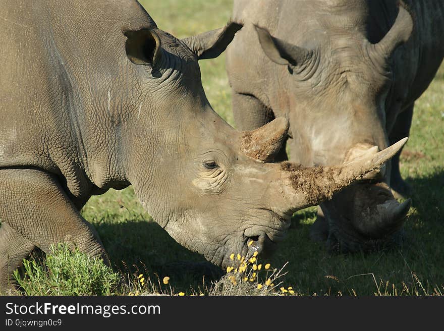 Wildlife, Rhinoceros, Terrestrial Animal, Horn