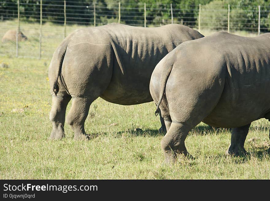 Terrestrial Animal, Grassland, Rhinoceros, Wildlife