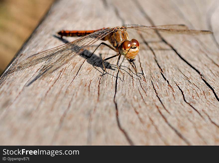 Insect, Dragonfly, Invertebrate, Fauna