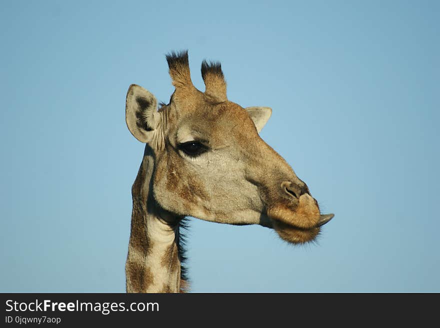 Giraffe, Wildlife, Terrestrial Animal, Giraffidae